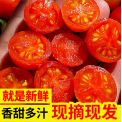 圣女果 新鲜小番茄 水果西红柿 蔬菜生鲜红色小西红柿5斤整 箱蔬菜