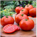 新鲜西红柿供应商 蔬菜新鲜番茄水果大番茄农家有机种植产地直发