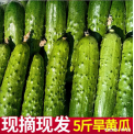 东北小青瓜新鲜蔬菜水果小黄瓜带刺绿色旱黄瓜2/5斤