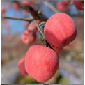 【陕西洛川苹果】当季红富士苹果脆甜冰糖心9斤新鲜水果正宗代发