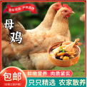 散养土鸡 商用三黄鸡冷冻鸡农家土鸡老母鸡鲜鸡中秋馈赠礼品