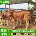 云南改良鲁西黄牛小黄牛养殖3-6个月黄牛肉牛犊价格 量大惠