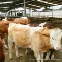 大量出售夏洛莱牛 夏洛莱牛小牛犊 小牛犊养殖方法视频