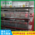 工厂产批发雏鸡笼 肉鸡笼 蛋鸡笼 做批发各种养鸡设备鹌鹑笼