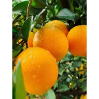 原产地3斤秭归脐橙 自家农场 正版柑橘 产地发货